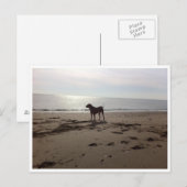 Carte Postale Dog on Beach (Devant / Derrière)