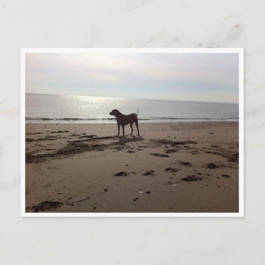 Carte Postale Dog on Beach (Devant)