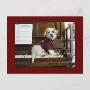Carte Postale Dog on piano