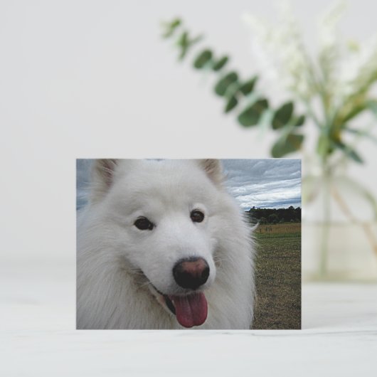 Carte Postale Dog Park Samoyed (Debout devant)