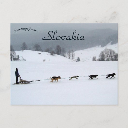 Carte Postale Dog Sled Team in Winter in Slovakia (Devant)
