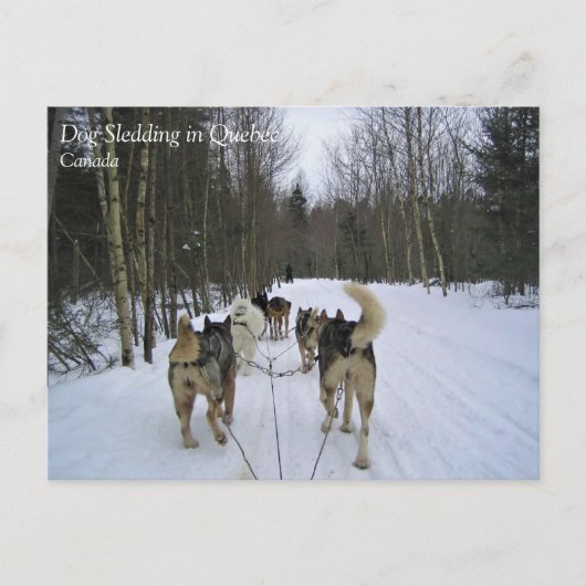 Carte Postale Dog Sledding à Québec, Canada (Devant)