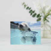 Carte Postale Dog Swimming in a Swimming Pool (Debout devant)