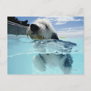 Carte Postale Dog Swimming in a Swimming Pool