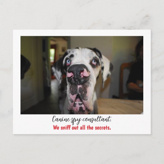 Carte Postale Dogge : le chien pour agents secrets (Devant)