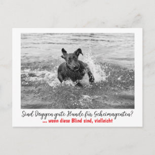 Carte Postale Dogge : le chien pour les agents secrets