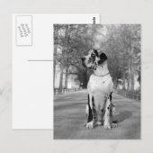 Carte Postale Doggenhaus (Devant / Derrière)