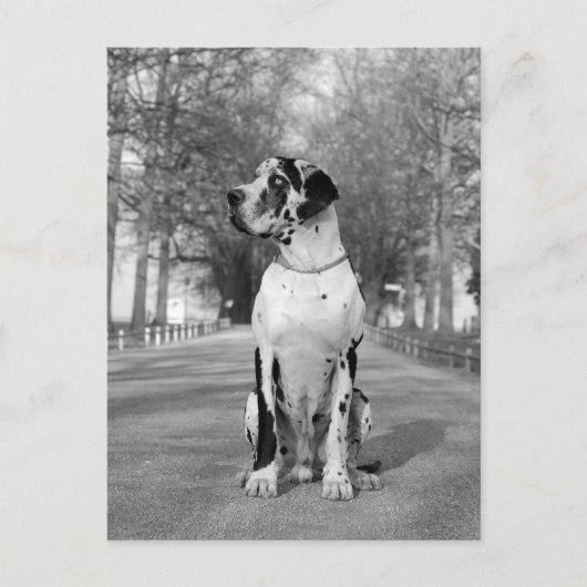 Carte Postale Doggenhaus (Devant)