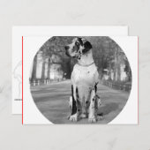 Carte Postale Doggenhaus (Devant / Derrière)