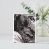 Carte Postale Doggie (Debout devant)