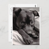 Carte Postale Doggie (Devant / Derrière)