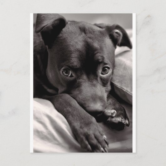 Carte Postale Doggie (Devant)