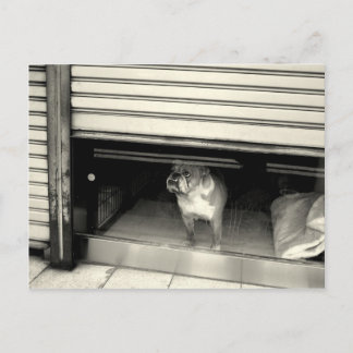 Carte Postale Doggie dans la fenêtre