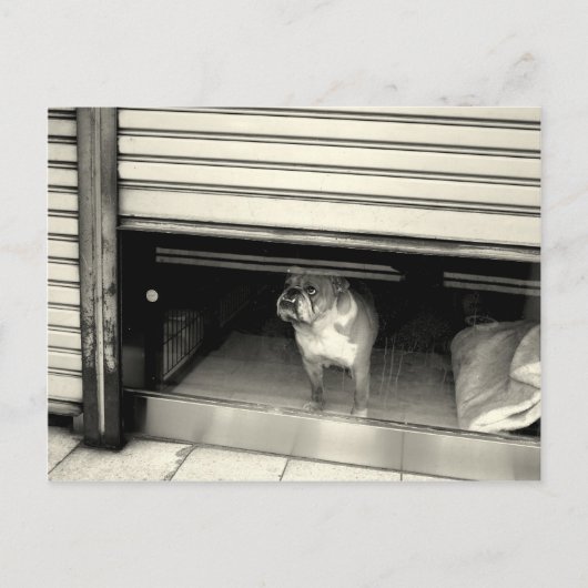 Carte Postale Doggie dans la fenêtre (Devant)