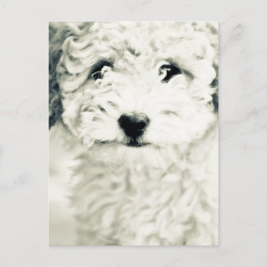 Carte Postale Doggy (Devant)