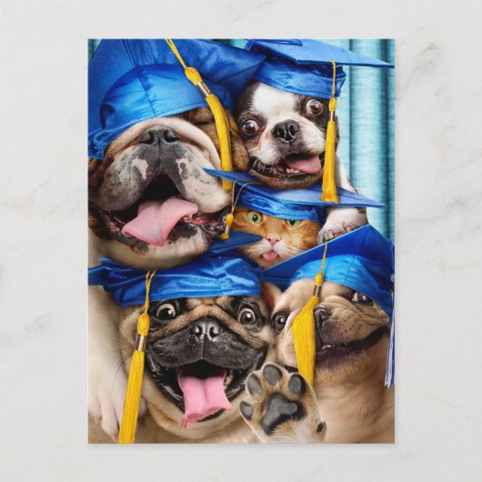 Carte Postale Dogs and Cat Grads in Photo Booth (Devant)