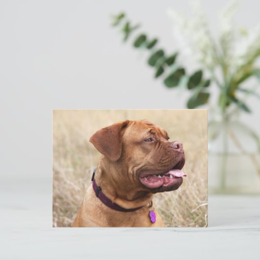 Carte Postale dogue de bordeaux (Debout devant)