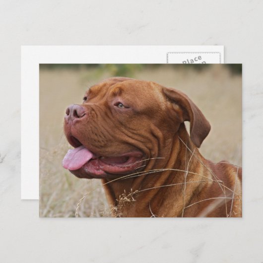 Carte Postale Dogue de Bordeaux (Devant / Derrière)