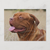 Carte Postale Dogue de Bordeaux (Devant)
