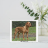 Carte Postale Dogue de Bordeaux 9Y201D-159 (Debout devant)