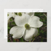 Carte postale Dogwood (Devant / Derrière)
