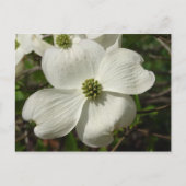 Carte postale Dogwood (Devant)
