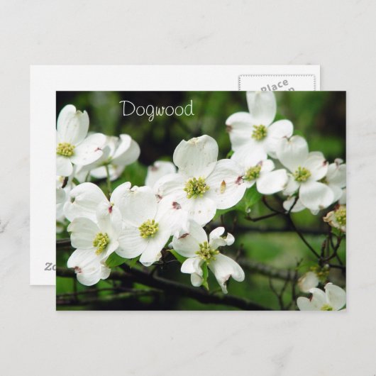 Carte Postale Dogwood (Devant / Derrière)