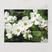 Carte Postale Dogwood (Devant)