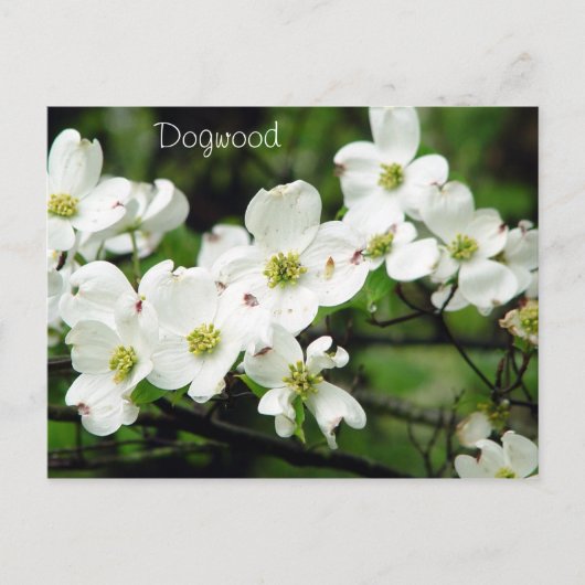 Carte Postale Dogwood (Devant)