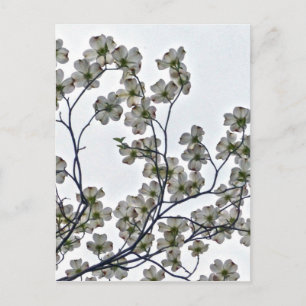 Carte Postale Dogwood à fleurs blanches