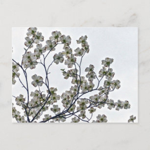 Carte Postale Dogwood à fleurs blanches