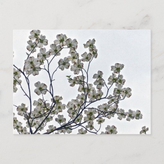 Carte Postale Dogwood à fleurs blanches (Devant)