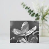 Carte Postale Dogwood Bloom (Debout devant)