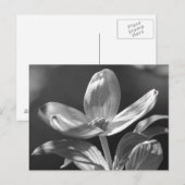 Carte Postale Dogwood Bloom (Devant / Derrière)