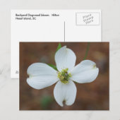 Carte Postale Dogwood Bloom (Devant / Derrière)