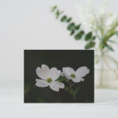Carte postale Dogwood Blossom (Debout devant)