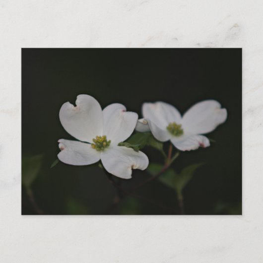 Carte postale Dogwood Blossom (Devant)