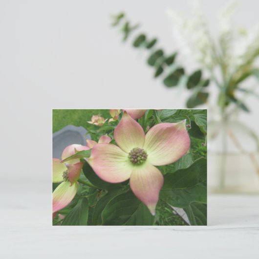 Carte Postale Dogwood Blossom (Debout devant)
