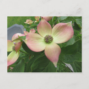 Carte Postale Dogwood Blossom