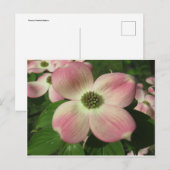 Carte Postale Dogwood Blossom (Devant / Derrière)