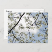 Carte Postale Dogwood Blossoms et Blue Sky (Devant / Derrière)