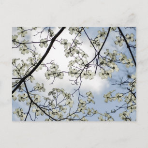 Carte Postale Dogwood Blossoms et Blue Sky
