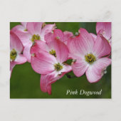 Carte postale:  Dogwood horizontal (Devant)