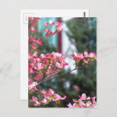 Carte Postale Dogwood rose (Devant / Derrière)