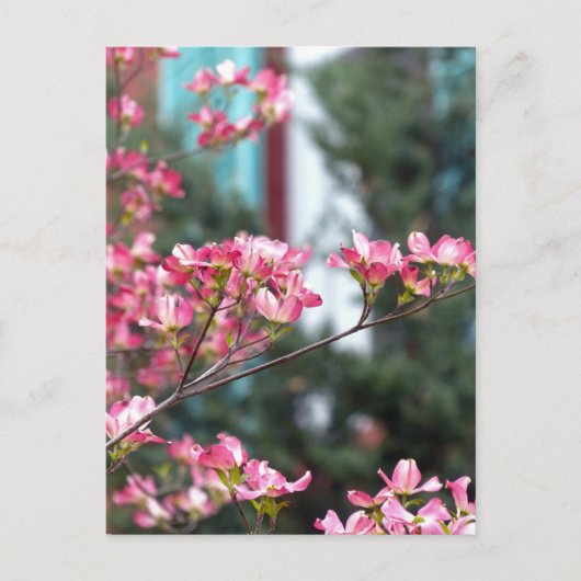 Carte Postale Dogwood rose (Devant)