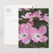 Carte Postale Dogwood rose (Devant / Derrière)