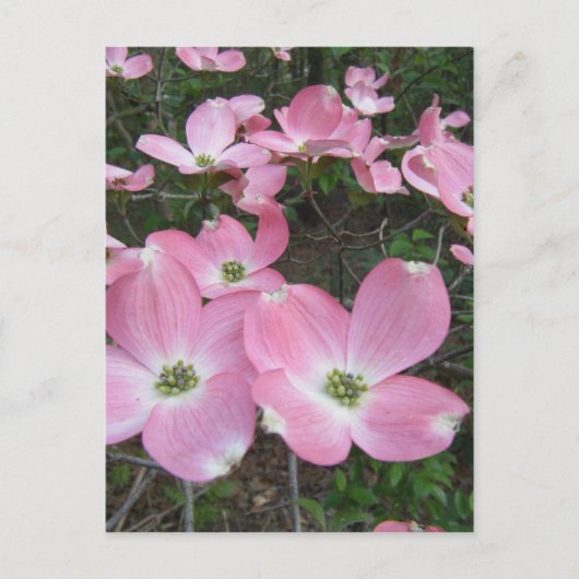Carte Postale Dogwood rose (Devant)