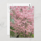 Carte Postale Dogwood rose (Devant / Derrière)
