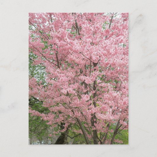 Carte Postale Dogwood rose (Devant)