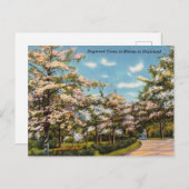 Carte Postale Dogwood Trees en Dixieland (Devant / Derrière)